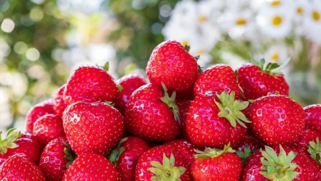 easy way to freeze strawberries