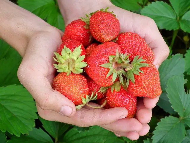 juicy fresh strawberries